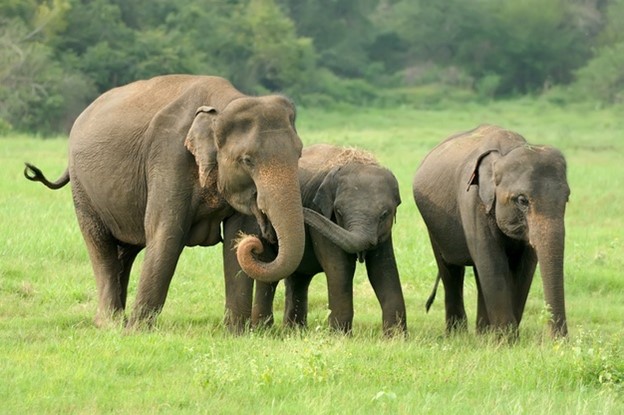 Choose an Ethical Elephant Sanctuary to Visit in Phuket